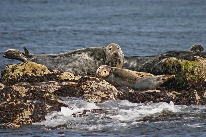 Edinburgh Three Bridges Cruise to Inchcolm Island — Forth Bridge & Wildlife Tour photo 5