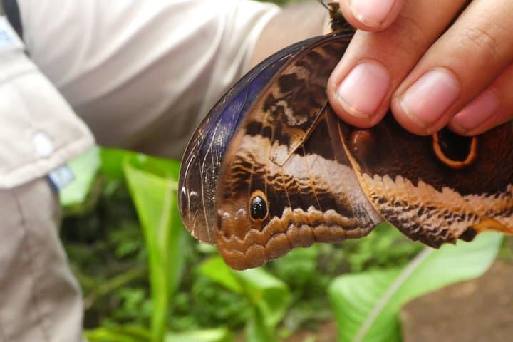 Rainforest Eco Tour from Tamarindo: Sloths, Waterfalls & Volcano Views photo 4