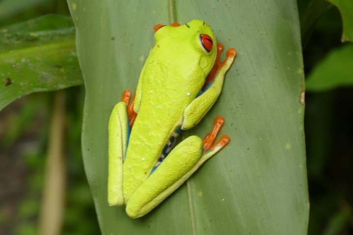 Rainforest Eco Tour from Tamarindo: Sloths, Waterfalls & Volcano Views photo 6