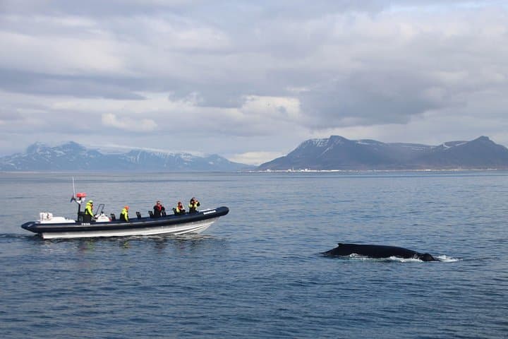 RIB Whale Watching from Reykjavik: 2-Hour High-Speed Tour to Akurey photo 3