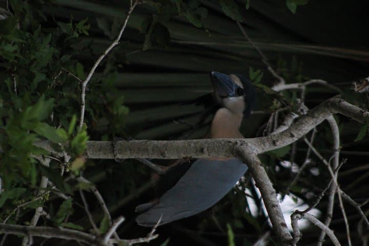Huatulco Bird Watching Tour — Winter Migrants & Coastal Mangroves photo 4