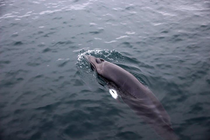 Whale Watching from Reykjavik: Faxaflói Bay Cruises & Sightings Guide photo 6