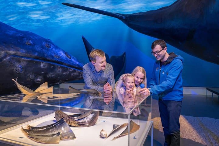 Explore Iceland's Majestic Whales: From Land to Sea photo 4