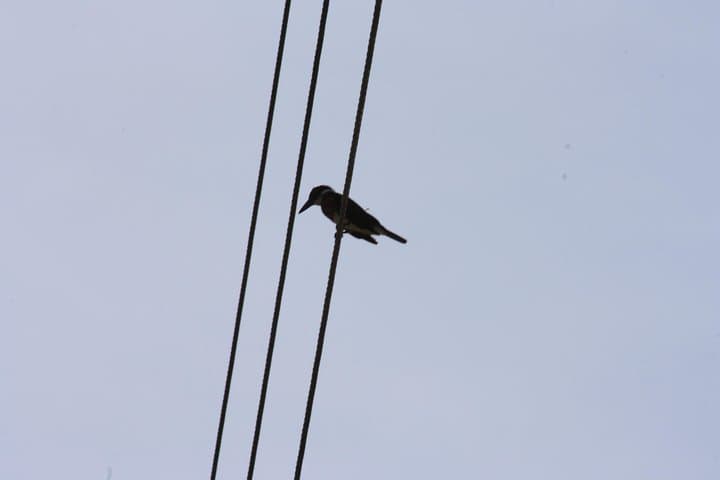 Huatulco Bird Watching Tour — Winter Migrants & Coastal Mangroves photo 2