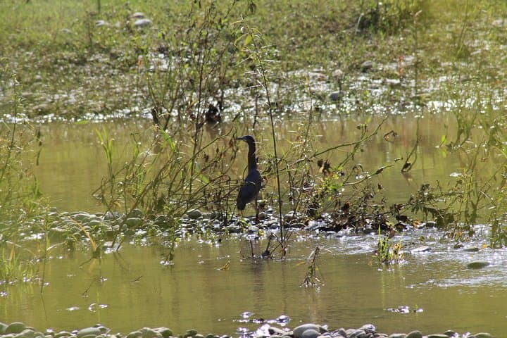 Huatulco Bird Watching Tour — Winter Migrants & Coastal Mangroves photo 3