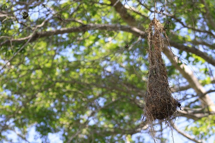 Huatulco Bird Watching Tour — Winter Migrants & Coastal Mangroves photo 5