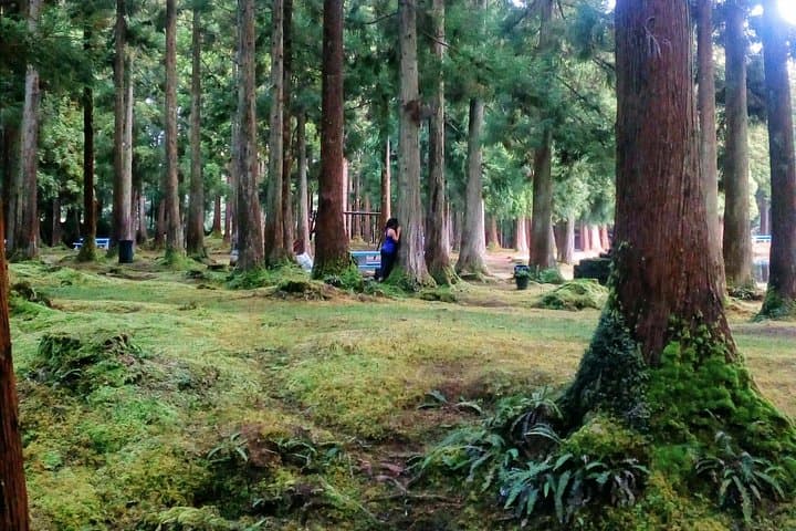 Forest Bathing on Terceira: Nature Therapy Walks in the Azores photo 3