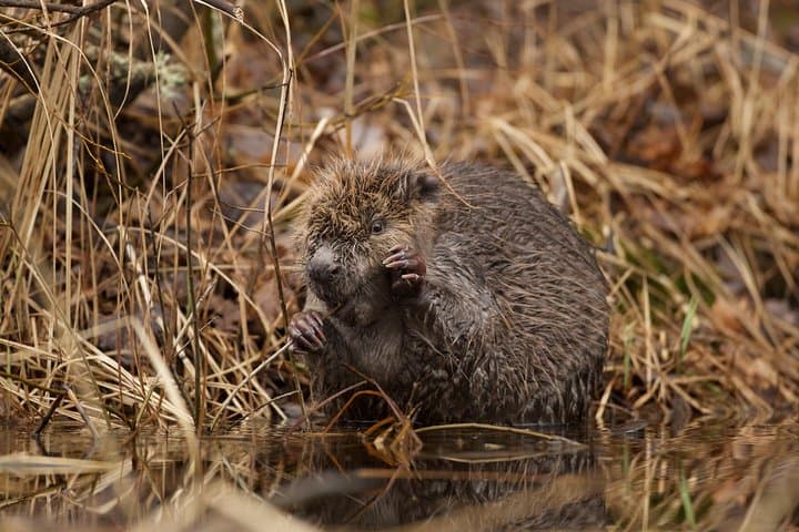 central-sweden-wildlife-tour-wolves-moose-beavers photo 3