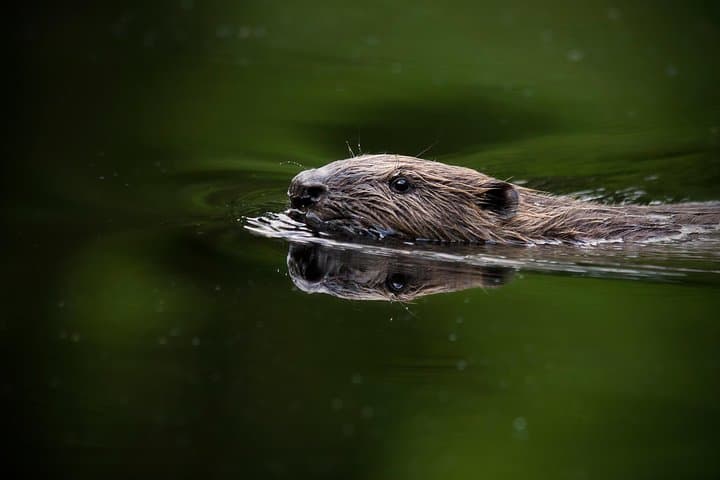 central-sweden-wildlife-tour-wolves-moose-beavers photo 4