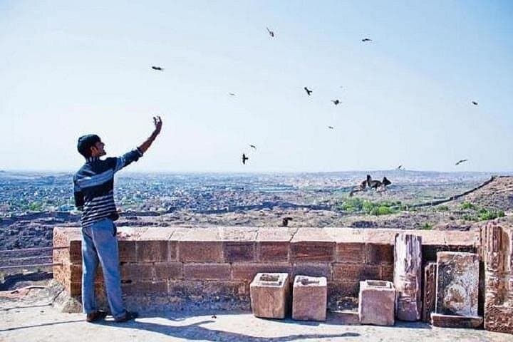 Kite Feeding at Mehrangarh Fort: Jodhpur's Bird-of-Prey Experience photo 1