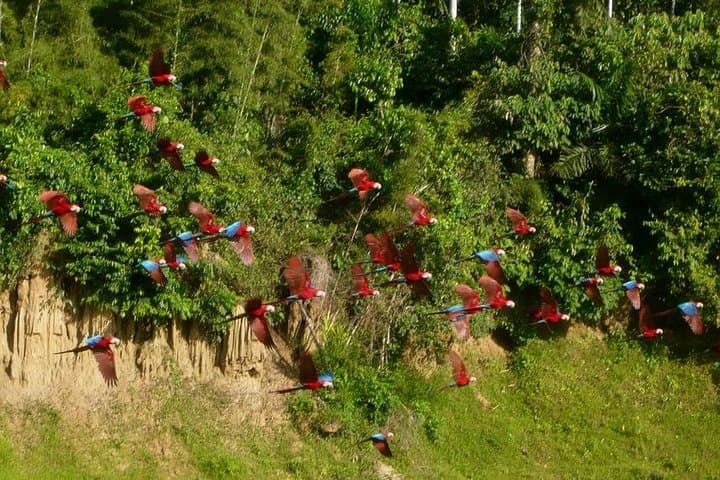 3-Day Posada Amazonas Classic Program: Tambopata Lodge, Canopy Tower & Wildlife photo 3