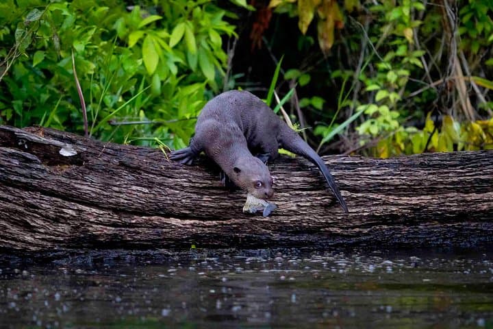 3-Day Posada Amazonas Classic Program: Tambopata Lodge, Canopy Tower & Wildlife photo 6