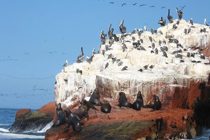 Lima to Huacachina, Ballestas Islands & Pisco Vineyard — Full-Day Wildlife and Dune Adventure photo 4