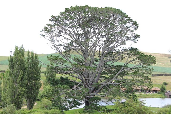 Luxury Hobbiton Afternoon Tour from Auckland by Minibus photo 3
