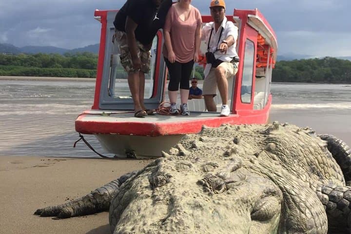Tarcoles River Crocodile Tour — Classic Boat Cruise from Jaco