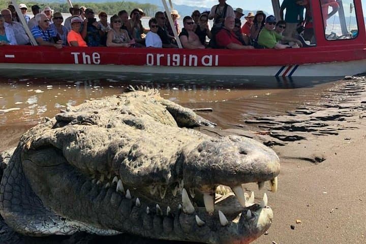 Tarcoles River Crocodile Tour — Classic Boat Cruise from Jaco photo 2