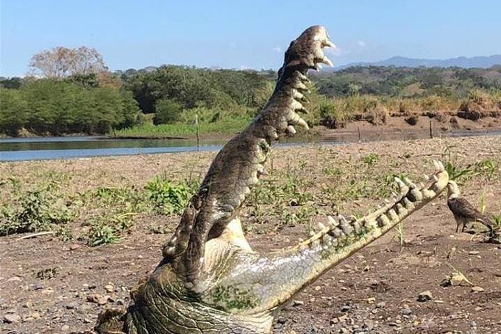 Tarcoles River Crocodile Tour — Classic Boat Cruise from Jaco photo 3