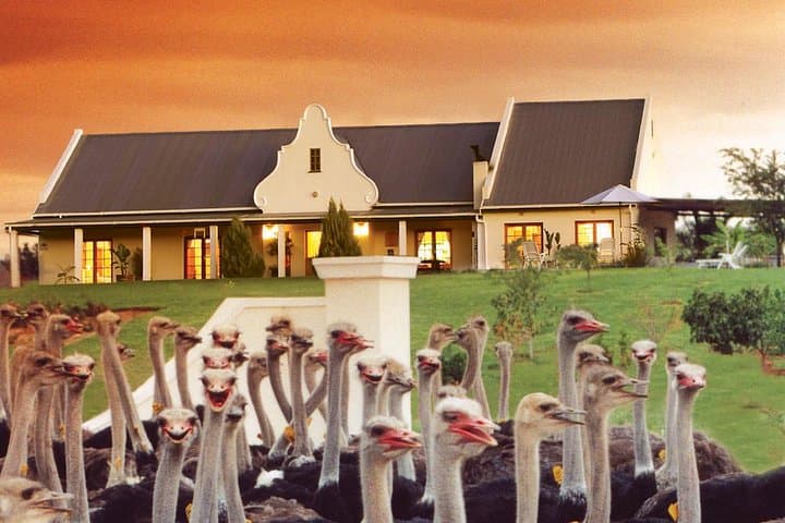 Garden Route Meander: 4-Day Private Safari, Cango Caves & Knysna Lagoon