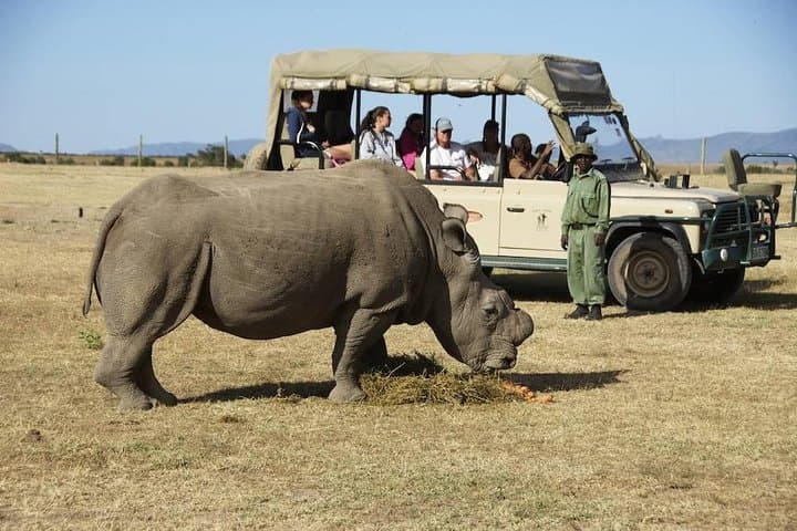 Ol Pejeta Day Trip from Nairobi — Rhino Encounters & Chimp Sanctuary