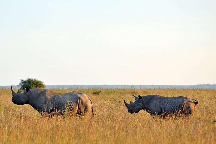 Ol Pejeta Day Trip from Nairobi — Rhino Encounters & Chimp Sanctuary photo 3