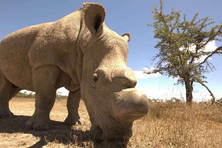 Ol Pejeta Day Trip from Nairobi — Rhino Encounters & Chimp Sanctuary photo 4