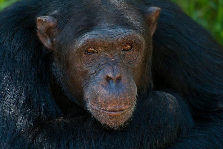 Ol Pejeta Day Trip from Nairobi — Rhino Encounters & Chimp Sanctuary photo 5