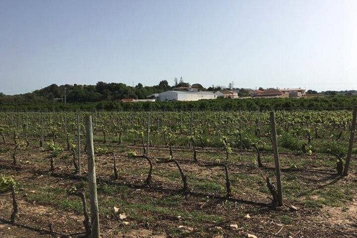 Sunset Wine and Foia Peak: Algarve Wine Tour with Mountain-Top Lunch or Dinner photo 2