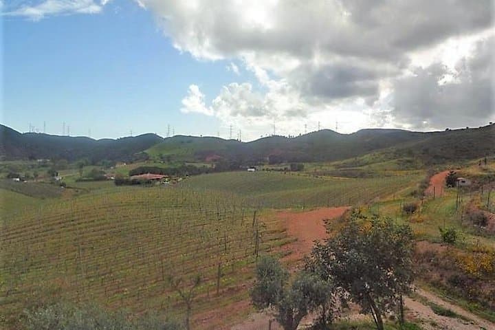 Monchique Premium Gastronomic Mountain Tour — Wine, Olive Oil & Medronho Tasting photo 3