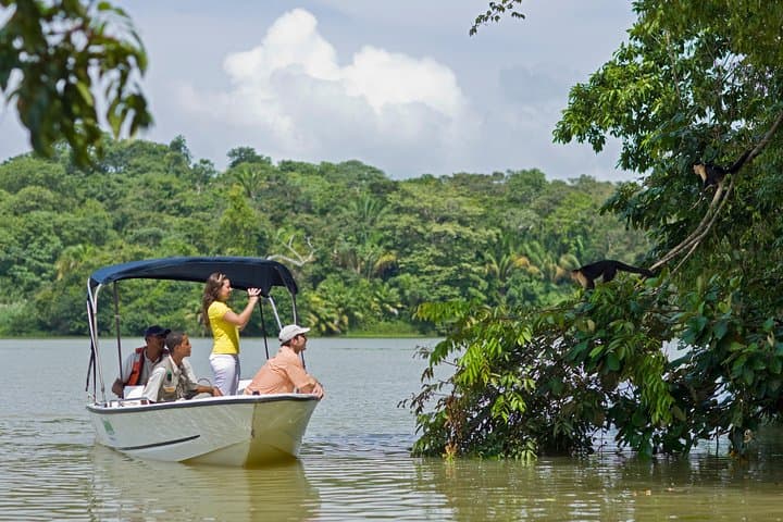Gamboa Rainforest Experience: Aerial Tram & Wildlife near the Panama Canal photo 3
