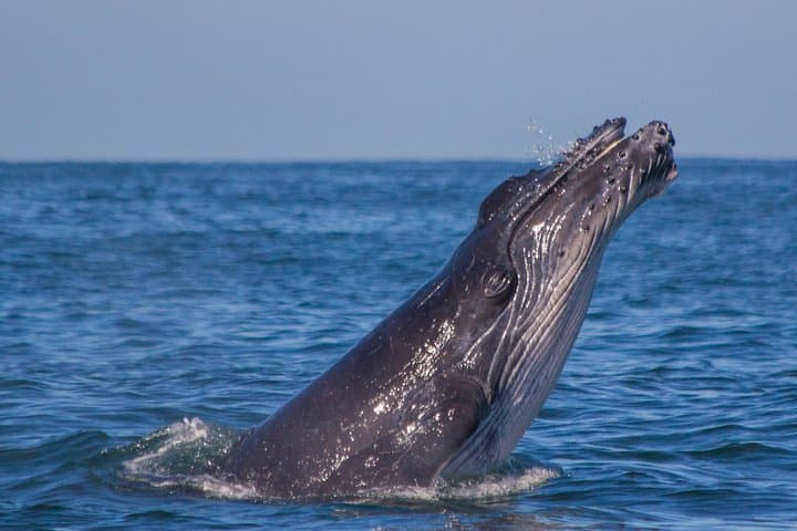 Whale Encounter Puerto Vallarta: Small-Boat Marine Mammal Tour in Banderas Bay
