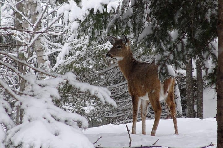 Fire Man Guided Snowshoe Tour in Mont-Tremblant: Winter Snowshoe Experience photo 4