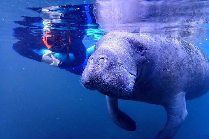 Swim with Manatees in Crystal River: Guided In-Water Tour with Photographer photo 3