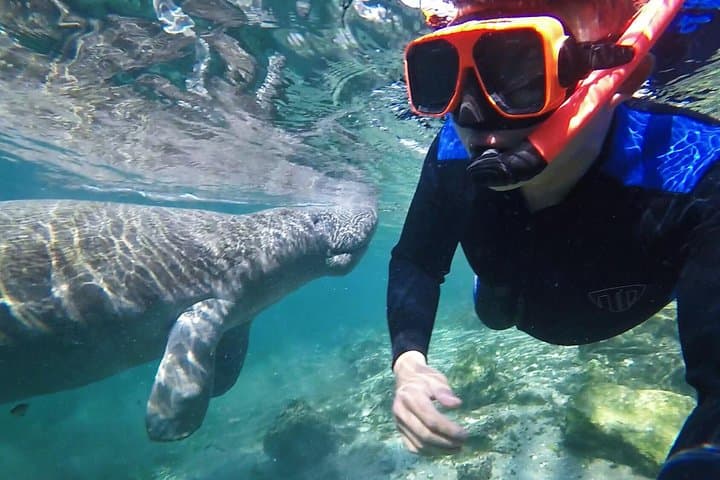 Swim with Manatees in Crystal River: Guided In-Water Tour with Photographer photo 1