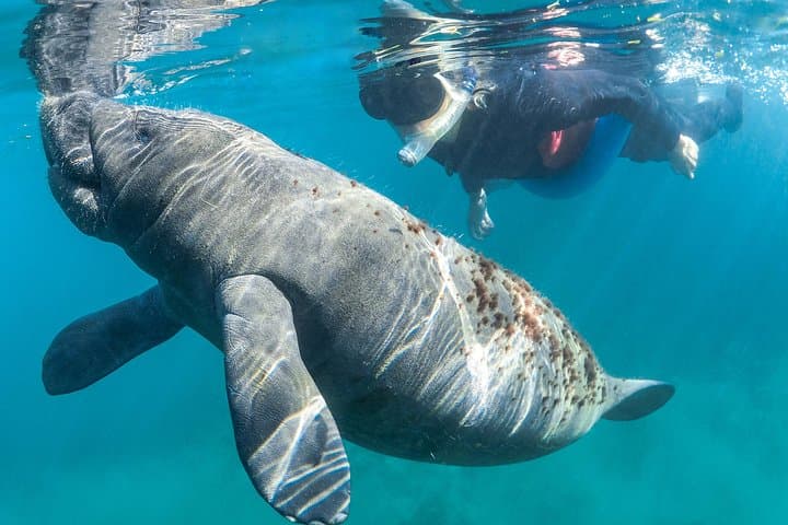 Swim with Manatees in Crystal River: Guided In-Water Tour with Photographer photo 4
