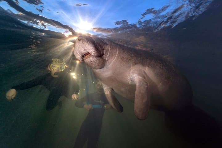 Swim with Manatees in Crystal River: Guided In-Water Tour with Photographer photo 2