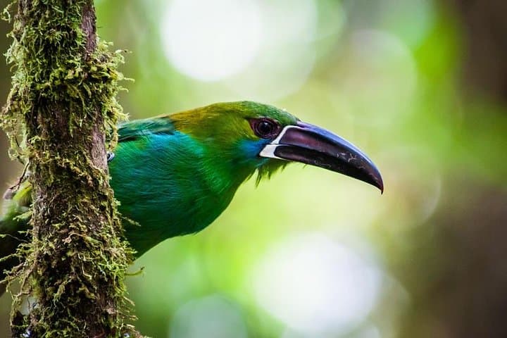 Ecuador Gateway 5-Day Tour: Quito, Mindo, Otavalo & Papallacta photo 2