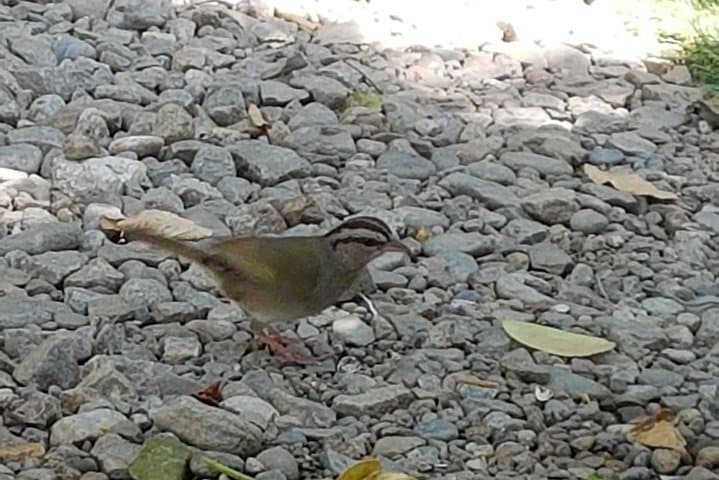 Huatulco Bird Watching Tour — Winter Migrants & Coastal Mangroves photo 6