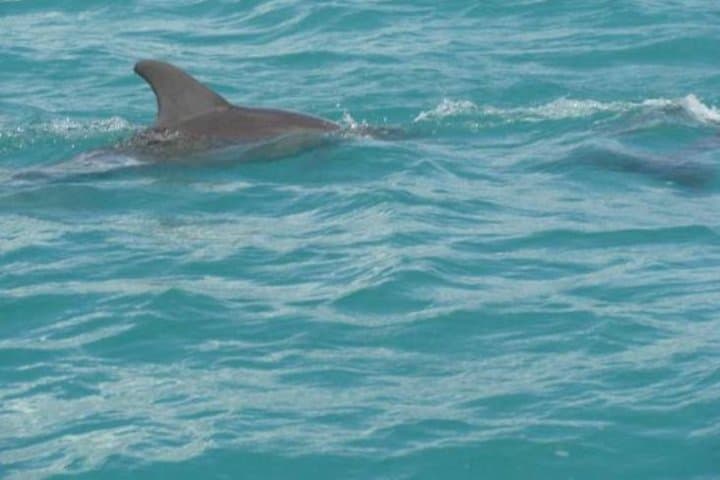 Private South Coast Adventure: Black River Safari, YS Falls & Pelican Bar from Montego Bay photo 2