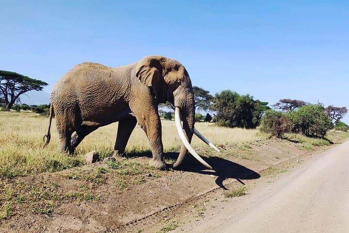 Amboseli Day Safari: Elephants, Kilimanjaro Views & Oltukai Lodge Lunch photo 3