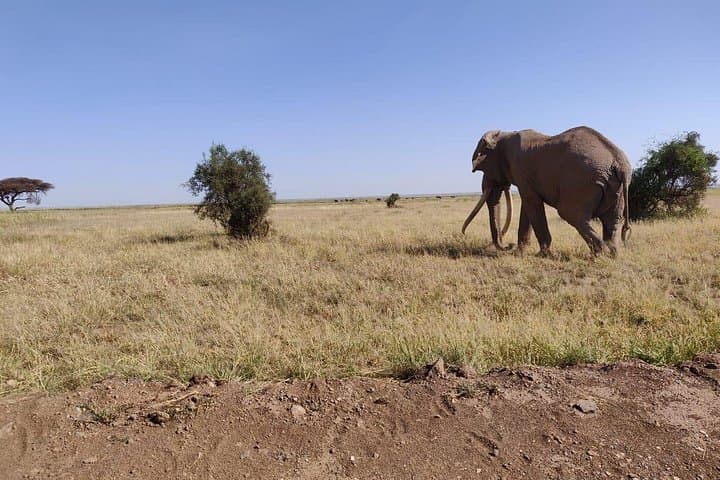 Amboseli Day Safari: Elephants, Kilimanjaro Views & Oltukai Lodge Lunch photo 4