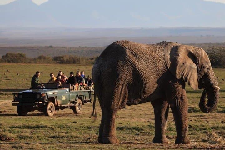 2-Day Garden Route Safari from Cape Town — Big Five Lodge Experience photo 2