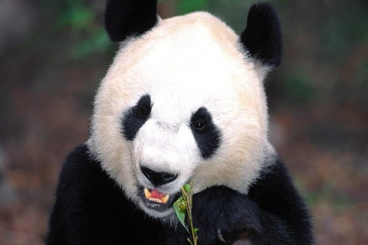 2-Day Private Chengdu Tour: Giant Panda Base and Leshan Giant Buddha photo 5
