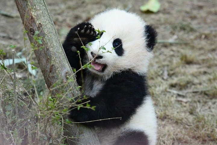 2-Day Private Chengdu Tour: Giant Panda Base and Leshan Giant Buddha photo 6