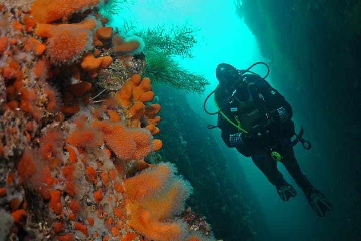 Arctic Scuba in Lofoten: Guided Dives Through Kelp Forests and Cold-Water Life photo 1