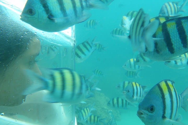 Half-Day Koh Hey Snorkeling: Coral Island Day Trip from Phuket photo 6