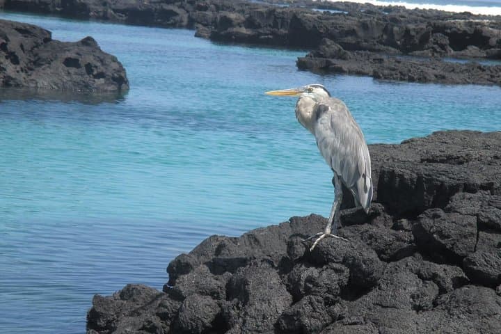 Galapagos 5-Day Hotel-Based Wildlife & Snorkel Tour — San Cristóbal & Santa Cruz photo 5