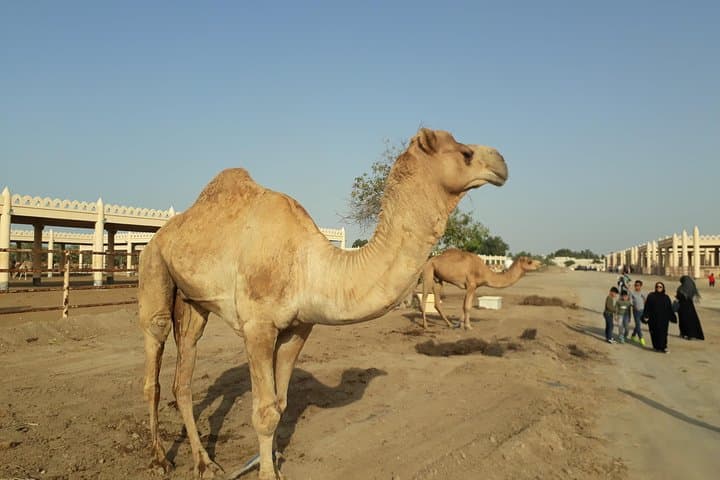 VIP Bahrain Shore Excursion: 4-Hour Manama Highlights from Port photo 4