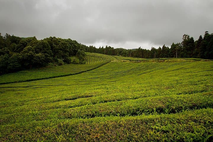 Gorreana Tea Plantation Walk: Half-Day Hike & Factory Tasting on São Miguel photo 2