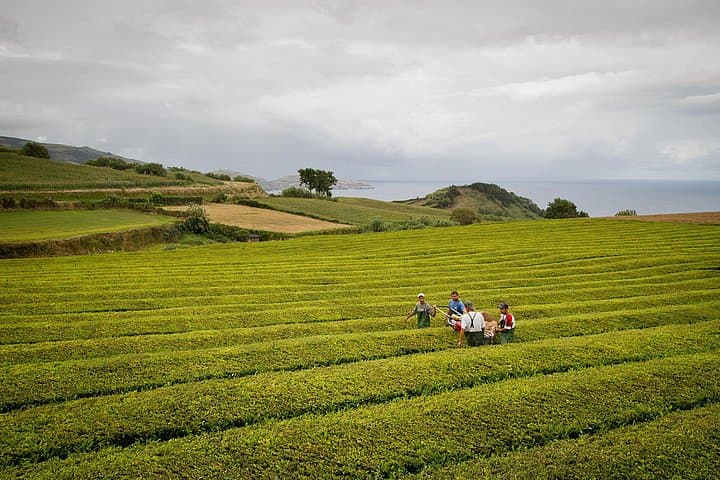 Gorreana Tea Plantation Walk: Half-Day Hike & Factory Tasting on São Miguel photo 3