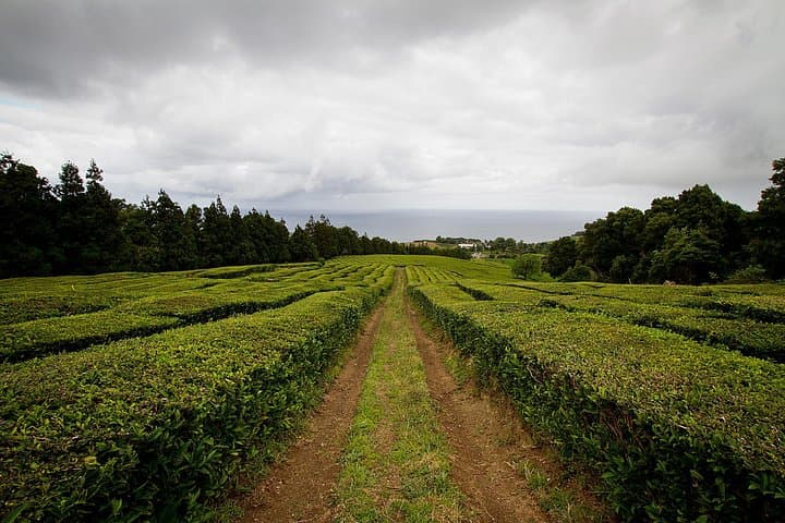 Gorreana Tea Plantation Walk: Half-Day Hike & Factory Tasting on São Miguel photo 4